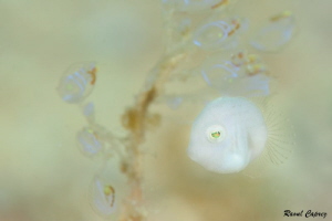 The almost invisible fish (0,5cm) by Raoul Caprez 